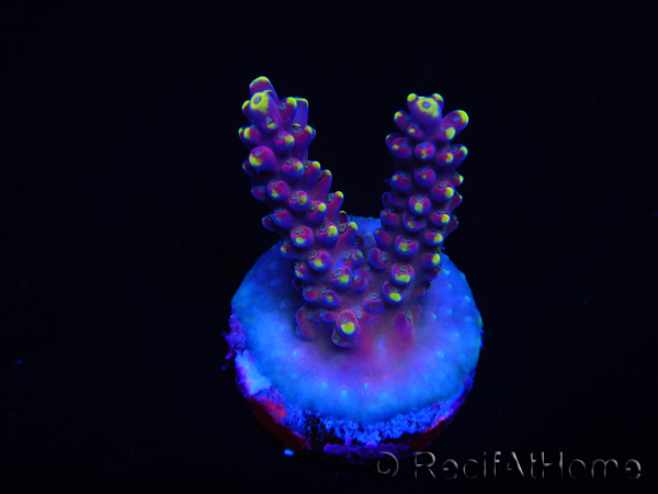 WYSIWYG RAH Acropora latistella Popsicle 5H2