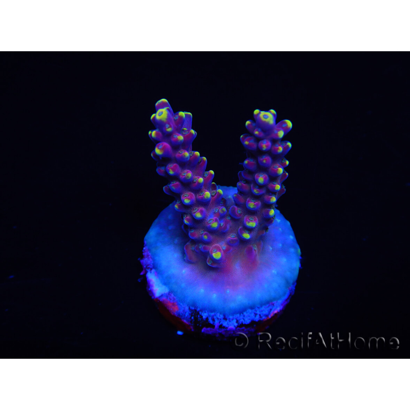 WYSIWYG RAH Acropora latistella Popsicle 5H2