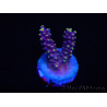 WYSIWYG RAH Acropora latistella Popsicle 5H2