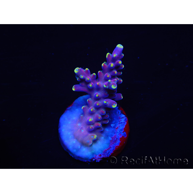 WYSIWYG RAH Acropora latistella Popsicle 5H3