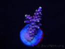 WYSIWYG RAH Acropora latistella Popsicle 5H3