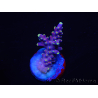 WYSIWYG RAH Acropora latistella Popsicle 5H3