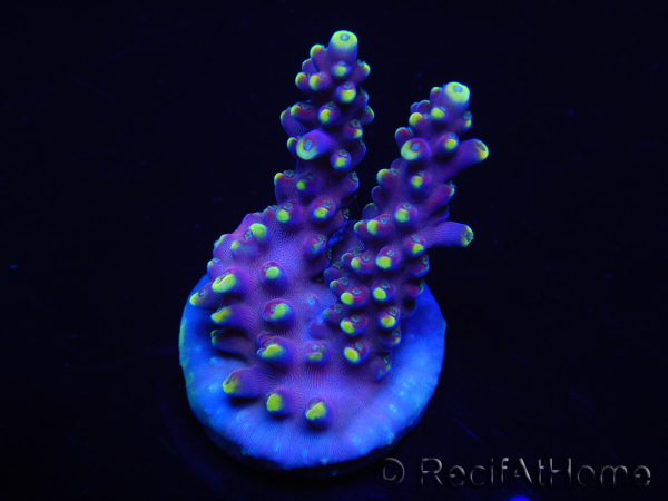 WYSIWYG RAH Acropora latistella Popsicle 5H5