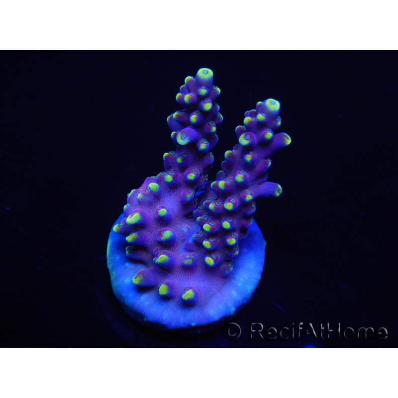 WYSIWYG RAH Acropora latistella Popsicle 5H5