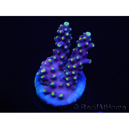 WYSIWYG RAH Acropora latistella Popsicle 5H3