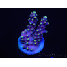 WYSIWYG RAH Acropora latistella Popsicle 5H5