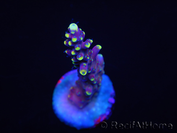 WYSIWYG RAH Acropora latistella Popsicle 5H4