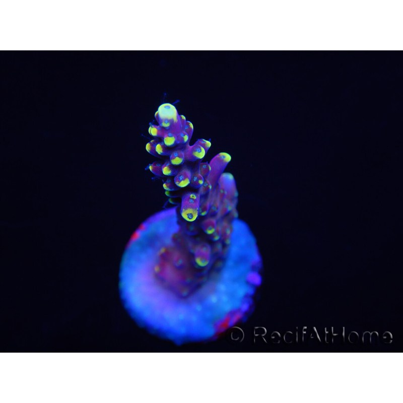 WYSIWYG RAH Acropora latistella Popsicle 5H4
