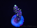 WYSIWYG RAH Acropora latistella Popsicle 5H4