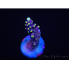 WYSIWYG RAH Acropora latistella Popsicle 5H4