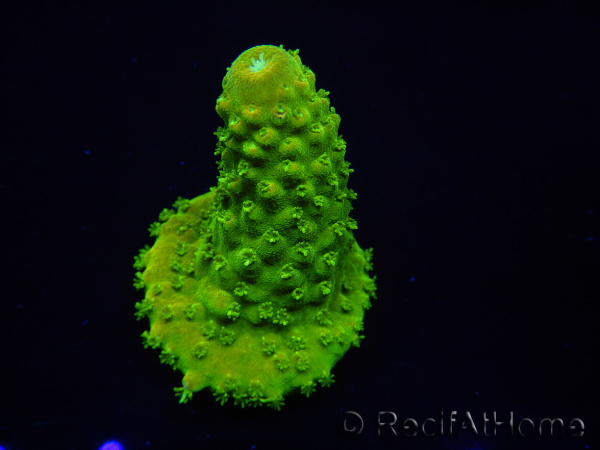 WYSIWYG RAH Toxic Green Acropora humilis5P2