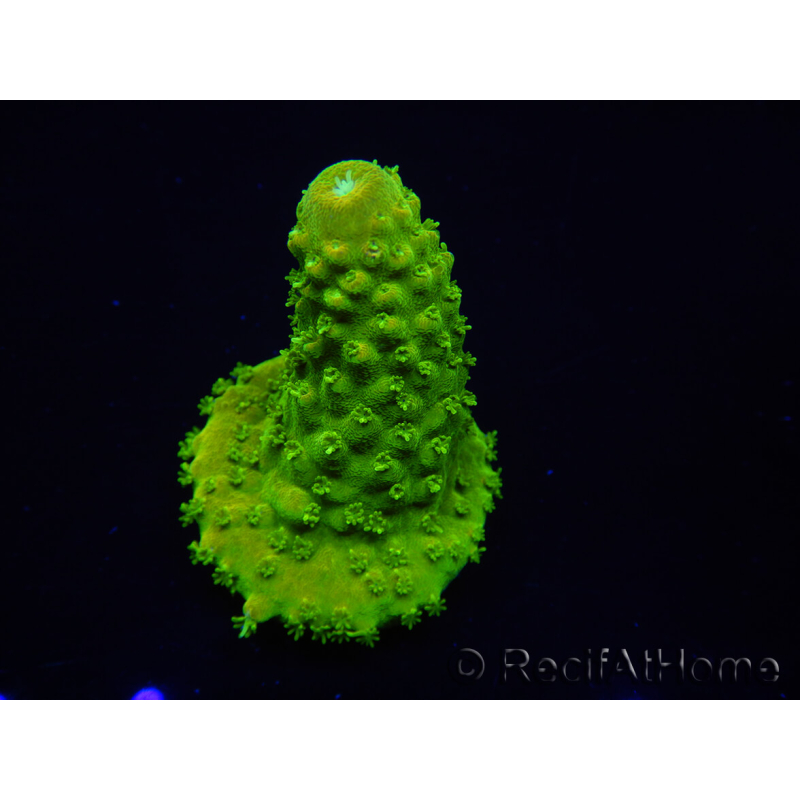 WYSIWYG RAH Toxic Green Acropora humilis5P2