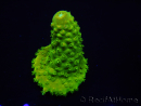 WYSIWYG RAH Toxic Green Acropora humilis5P2