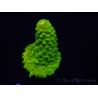 WYSIWYG RAH Toxic Green Acropora humilis5P2