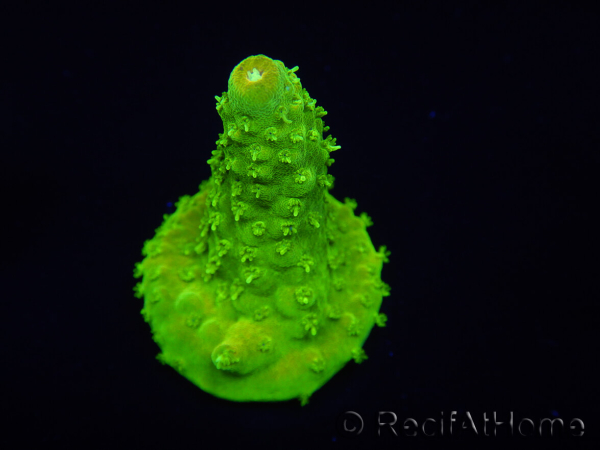 WYSIWYG RAH Toxic Green Acropora humilis 5P3