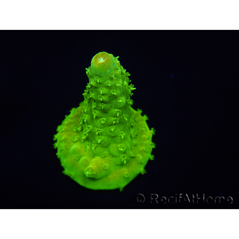 WYSIWYG RAH Toxic Green Acropora humilis 5P3