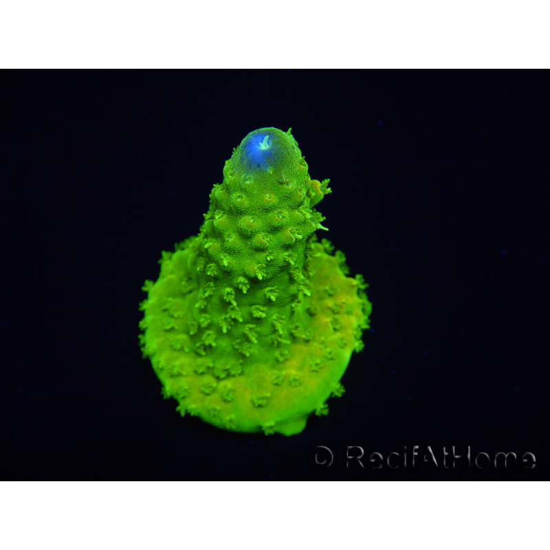 WYSIWYG RAH Toxic Green Acropora humilis 5P4
