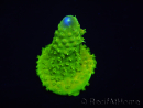 WYSIWYG RAH Toxic Green Acropora humilis 5P4