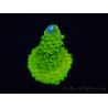 WYSIWYG RAH Toxic Green Acropora humilis 5P4