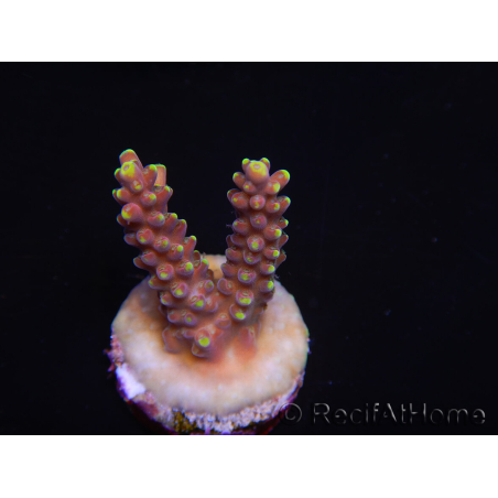 WYSIWYG RAH Acropora latistella Popsicle 5H2