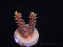 WYSIWYG RAH Acropora latistella Popsicle 5H2