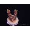 WYSIWYG RAH Acropora latistella Popsicle 5H2