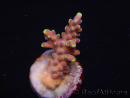 WYSIWYG RAH Acropora latistella Popsicle 5H3