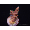 WYSIWYG RAH Acropora latistella Popsicle 5H3