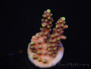 WYSIWYG RAH Acropora latistella Popsicle 5H3