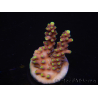 WYSIWYG RAH Acropora latistella Popsicle 5H3