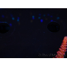 WYSIWYG RAH Acropora latistella Popsicle 5H4