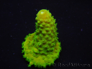 WYSIWYG RAH Toxic Green Acropora humilis5P2