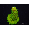 WYSIWYG RAH Toxic Green Acropora humilis5P2