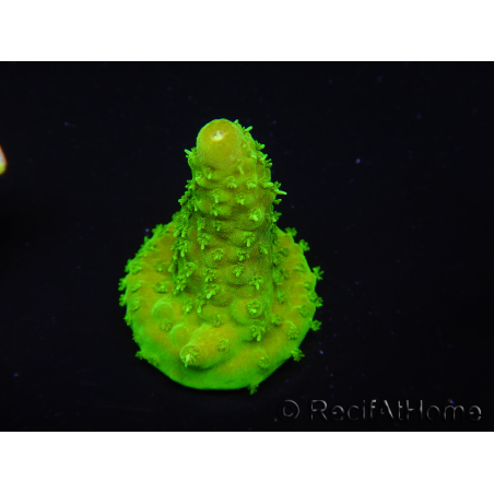 WYSIWYG RAH Toxic Green Acropora humilis 5P3