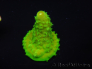 WYSIWYG RAH Toxic Green Acropora humilis 5P3