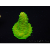 WYSIWYG RAH Toxic Green Acropora humilis 5P3