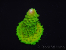 WYSIWYG RAH Toxic Green Acropora humilis 5P4