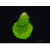 WYSIWYG RAH Toxic Green Acropora humilis 5P4
