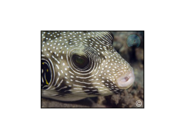 Arothron hispidus