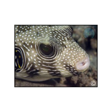 Arothron hispidus