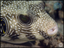 Arothron hispidus