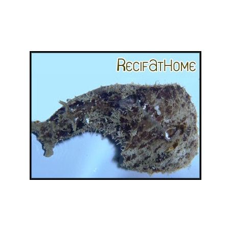 Dollabella auricularia