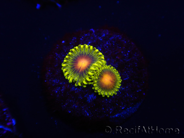 WYSIWYG - Zoanthus Dragon Eyes 2S5