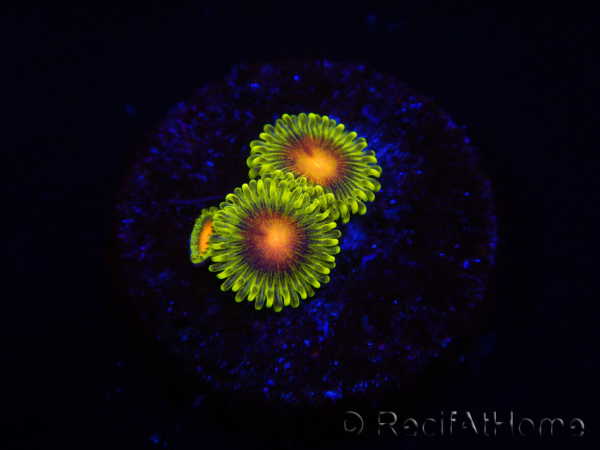 WYSIWYG - Zoanthus Dragon Eyes 2S6