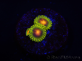 WYSIWYG - Zoanthus Dragon Eyes 2S6