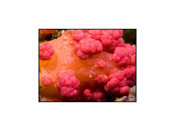 Scleronephthya sp rose-orange