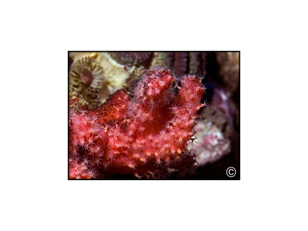 Nephthyigorgia sp