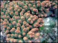 Acropora Florida (Vert W/ Orange Polypes)1