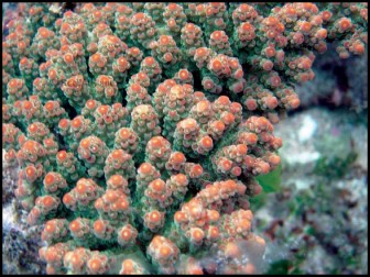 Acropora Florida Vert / Orange Polypes
