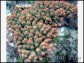 Acropora Florida (Vert W/ Orange Polypes)1
